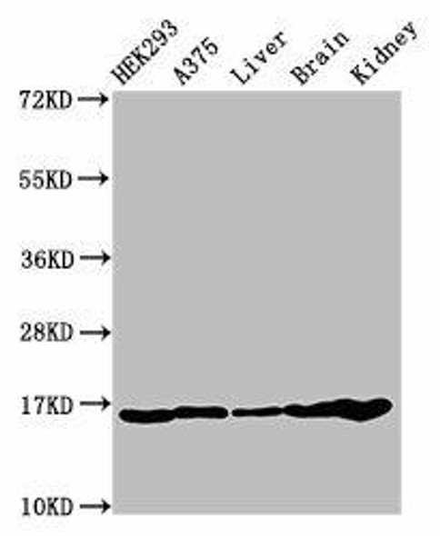 HIST1H3A (Ab-9) Antibody (PACO56489)