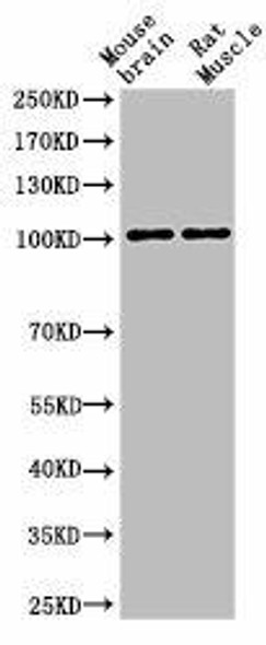 Cleaved-NOTCH1 (V1754) Antibody (PACO06040)