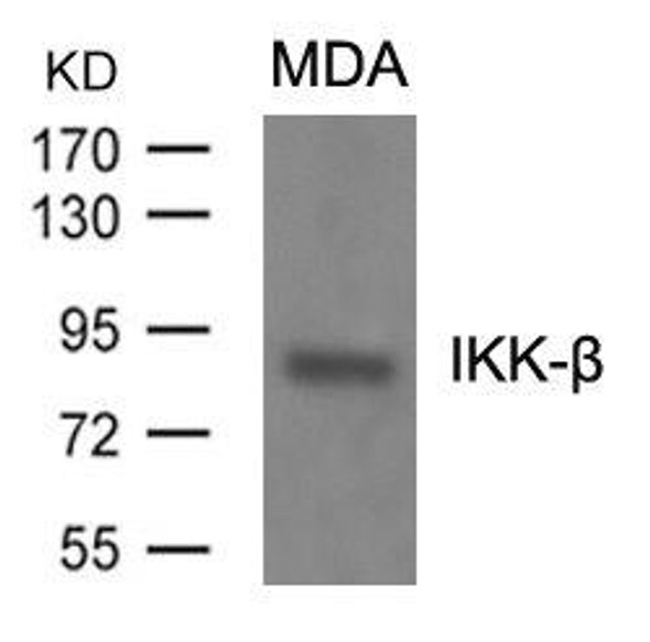 IKBKB (Ab-199) Antibody (PACO22978)