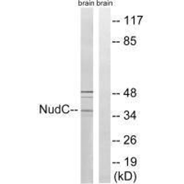 NUDC (Ab-326) Antibody (PACO23083)