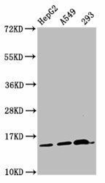 HIST1H2AG (Ab-11) Antibody (PACO56703)