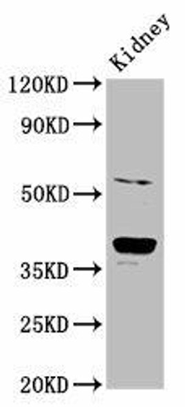 CD300LG Antibody (PACO57240)