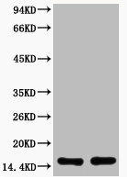 Acetyl-Histone H3 (Lys27) Antibody (PACO00131)