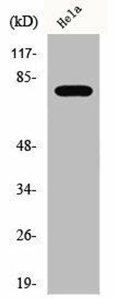 Phospho-BTK (Y223) Antibody (PACO00277)