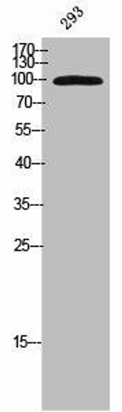 Phospho-KIF20A (S528) Antibody (PACO02295)