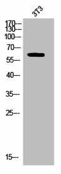 Phospho-DPYSL2 (T514) Antibody (PACO02597)