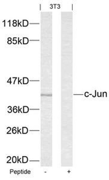 JUN (Ab-63) Antibody (PACO21348)