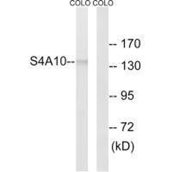 SLC4A10/SLC4A8 Antibody (PACO22625)