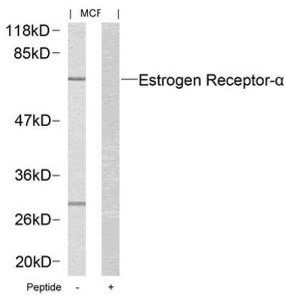 ESR1 (Ab-167) Antibody (PACO23546)