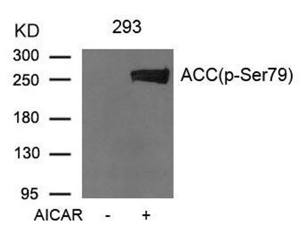 Phospho-ACACA (Ser79) Antibody (PACO23917)