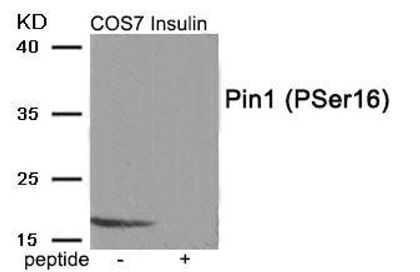Phospho-PIN1 (Ser16) Antibody (PACO24047)
