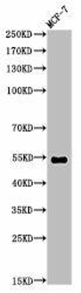Di-Methyl-TP53 (K370) Antibody (PACO00066)