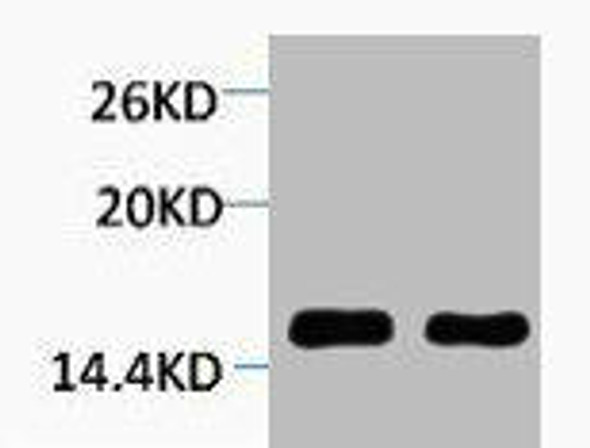 Tri-Methyl-Histone H4 (Lys59) Antibody (PACO00140)