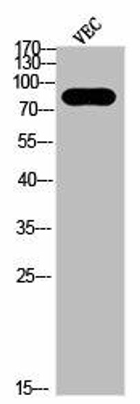 Phospho-HSP90AB1 (S226) Antibody (PACO02822)