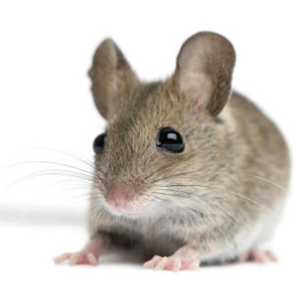Mouse Endotoxin (ET) ELISA Kit