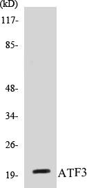 ATF3 Colorimetric Cell-Based ELISA Kit (CBCAB00112)