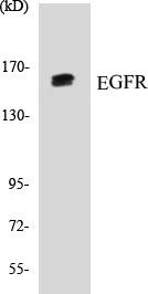 EGFR Colorimetric Cell-Based ELISA Kit (CBCAB00170)
