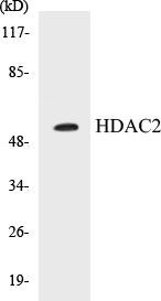 HDAC2 Colorimetric Cell-Based ELISA Kit (CBCAB00177)