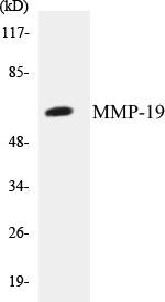 MMP-19 Colorimetric Cell-Based ELISA Kit (CBCAB00185)