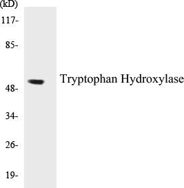 Tryptophan Hydroxylase Colorimetric Cell-Based ELISA Kit (CBCAB00203)