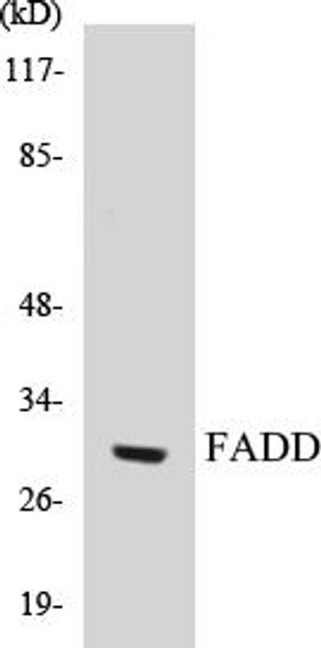 FADD Colorimetric Cell-Based ELISA Kit (CBCAB00298)
