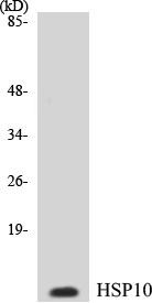HSP10 Colorimetric Cell-Based ELISA Kit (CBCAB00313)
