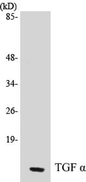TGF alpha Colorimetric Cell-Based ELISA Kit (CBCAB00368)