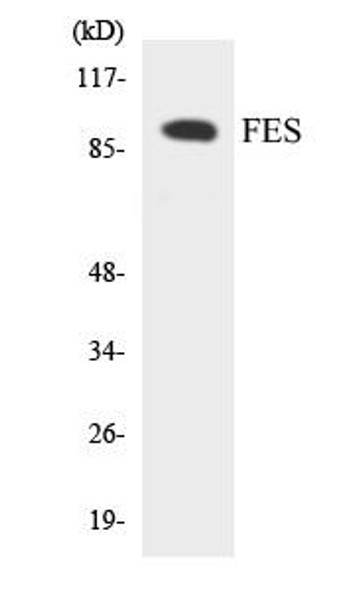 FES Colorimetric Cell-Based ELISA (CBCAB00376)