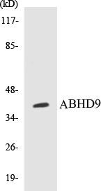 ABHD9 Colorimetric Cell-Based ELISA Kit (CBCAB00510)