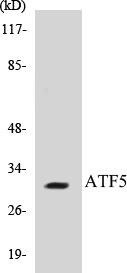ATF5 Colorimetric Cell-Based ELISA Kit (CBCAB00536)