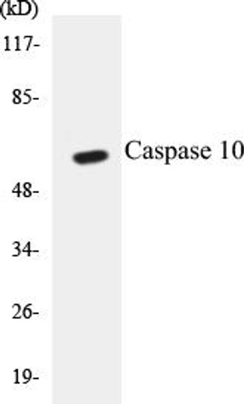 Caspase 10 Colorimetric Cell-Based ELISA Kit (CBCAB00563)