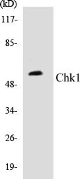 Chk1 Colorimetric Cell-Based ELISA Kit (CBCAB00579)