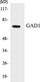 GAD1 Colorimetric Cell-Based ELISA Kit (CBCAB00667)
