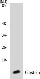 Gastrin Colorimetric Cell-Based ELISA Kit (CBCAB00670)