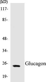 Glucagon Colorimetric Cell-Based ELISA Kit (CBCAB00675)