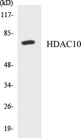 HDAC10 Colorimetric Cell-Based ELISA Kit (CBCAB00687)