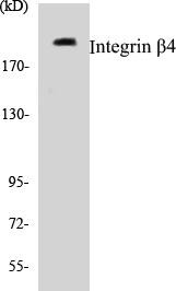 Integrin beta4 Colorimetric Cell-Based ELISA Kit (CBCAB00716)