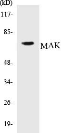 MAK Colorimetric Cell-Based ELISA Kit (CBCAB00739)