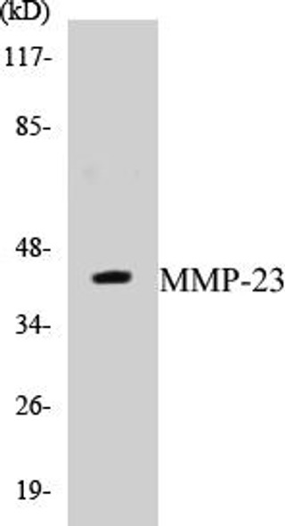 MMP-23 Colorimetric Cell-Based ELISA Kit (CBCAB00765)
