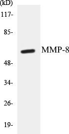 MMP-8 Colorimetric Cell-Based ELISA Kit (CBCAB00767)