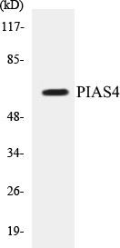 PIAS4 Colorimetric Cell-Based ELISA Kit (CBCAB00814)