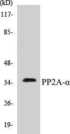 PP2A-alpha Colorimetric Cell-Based ELISA Kit (CBCAB00829)