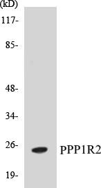 PPP1R2 Colorimetric Cell-Based ELISA Kit (CBCAB00830)