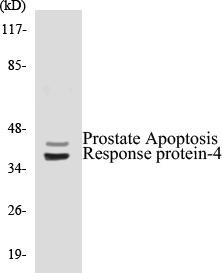 Prostate Apoptosis Response protein-4 Colorimetric Cell-Based ELISA Kit (CBCAB00831)