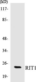 RIT1 Colorimetric Cell-Based ELISA Kit (CBCAB00847)