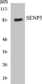 SENP5 Colorimetric Cell-Based ELISA Kit (CBCAB00852)