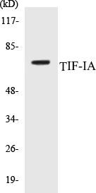 TIF-IA Colorimetric Cell-Based ELISA Kit (CBCAB00884)