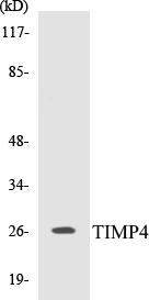 TIMP4 Colorimetric Cell-Based ELISA Kit (CBCAB00886)