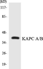 KAPC A/B Colorimetric Cell-Based ELISA (CBCAB00979)