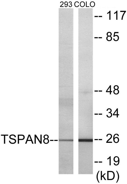 TSPAN8 Colorimetric Cell-Based ELISA (CBCAB00984)